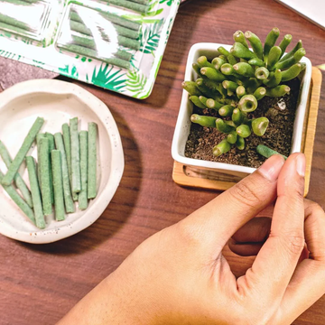 Plant Food Sticks  - Organic Indoor Plant Nutrition Buy 1 Get 1 Free